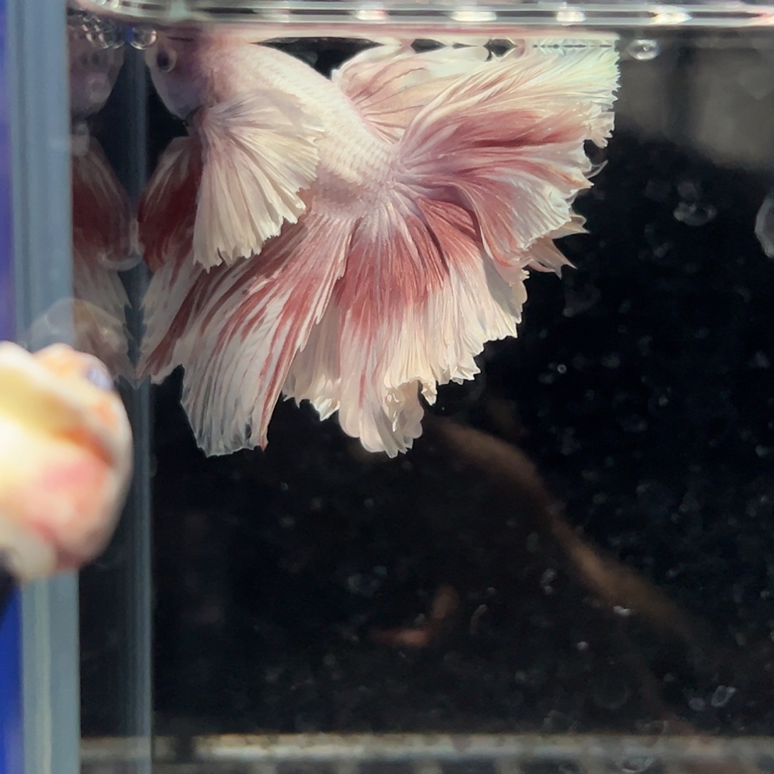 斗鱼27号巨耳落日玫瑰