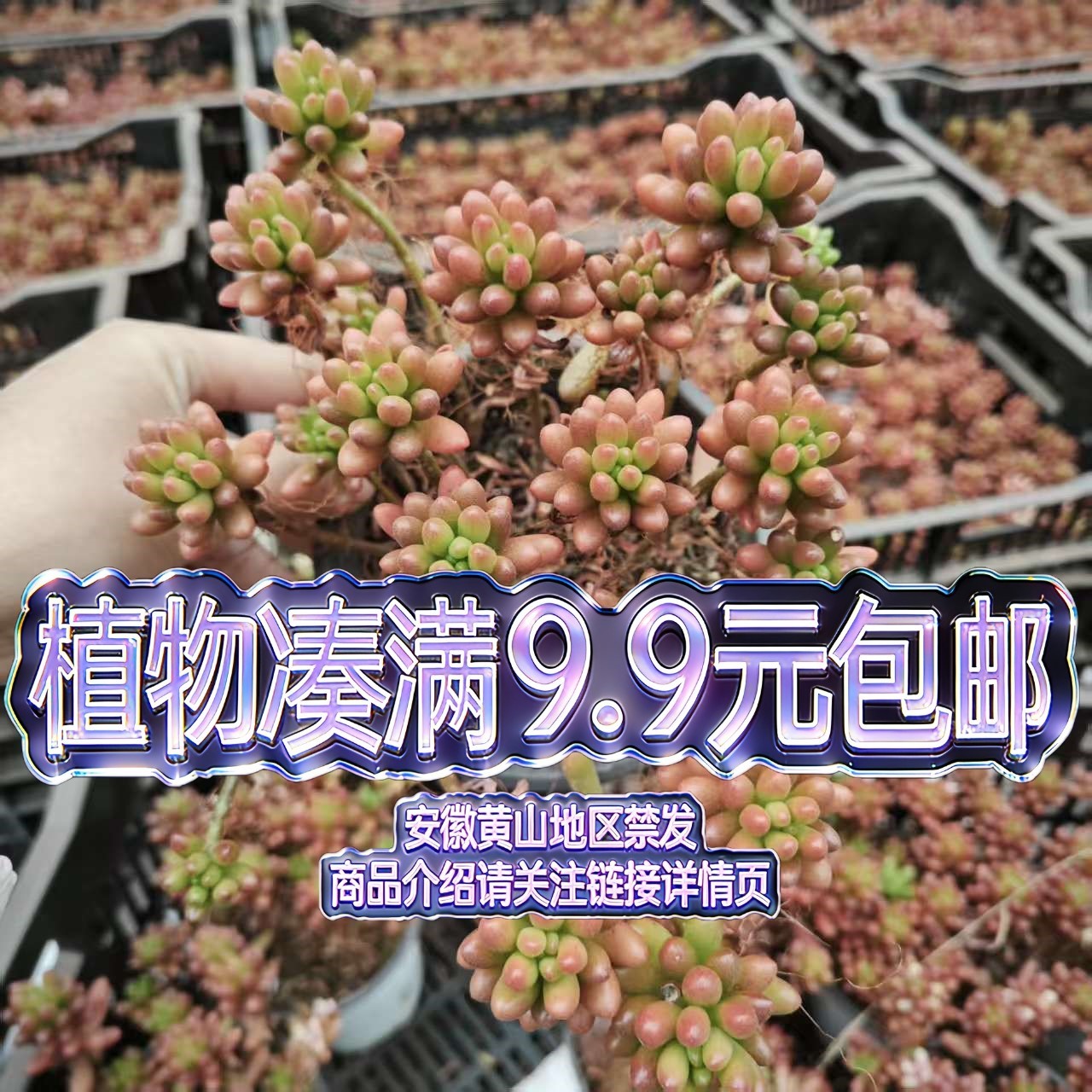 （虹之玉-散装-）多肉要满9.9邮 多肉植物绿植吸甲醛（以直播为准）