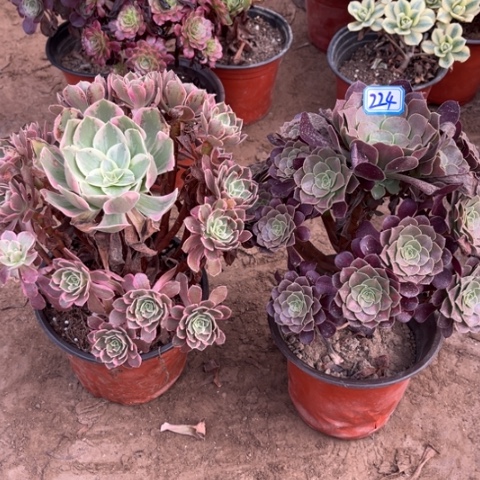 224多肉植物组合，