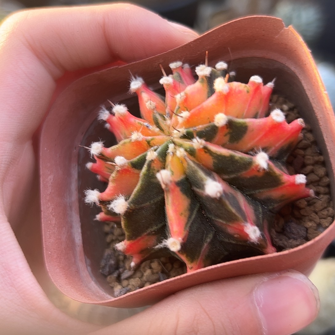 完全开放泰系牡丹侧芽g