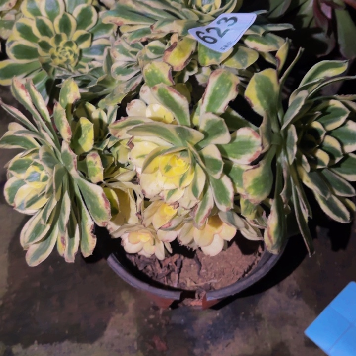 623白兰地多肉植物不售后