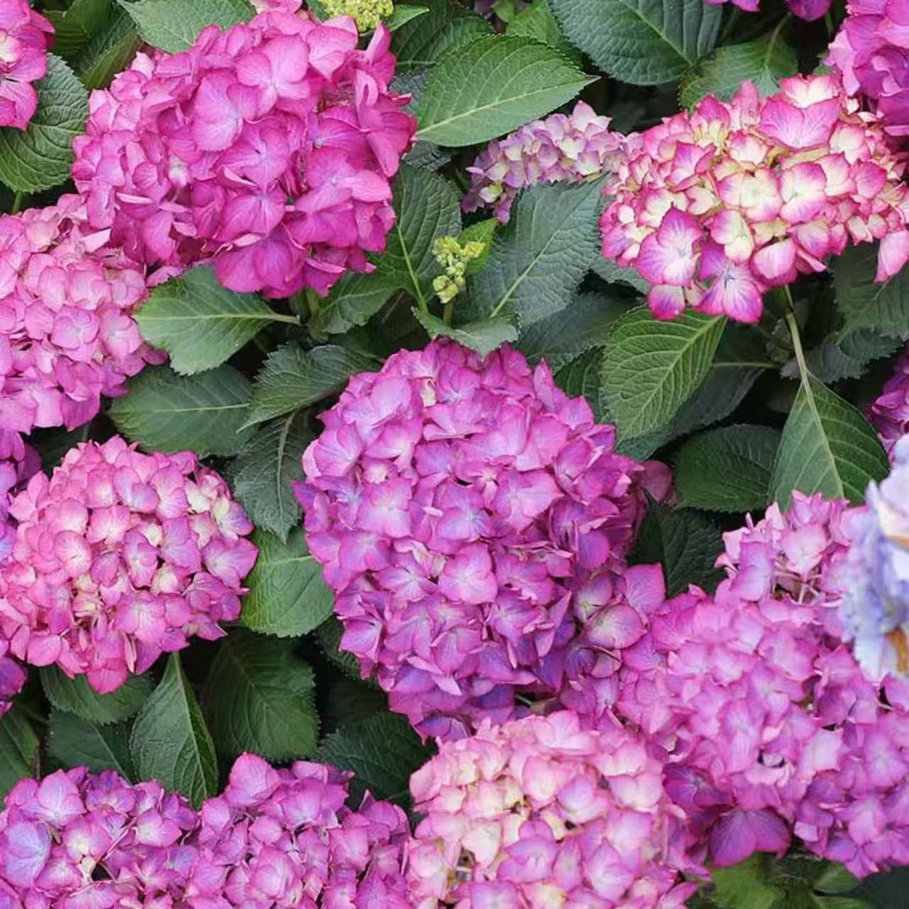 塞尔玛绣球不低于3花苞