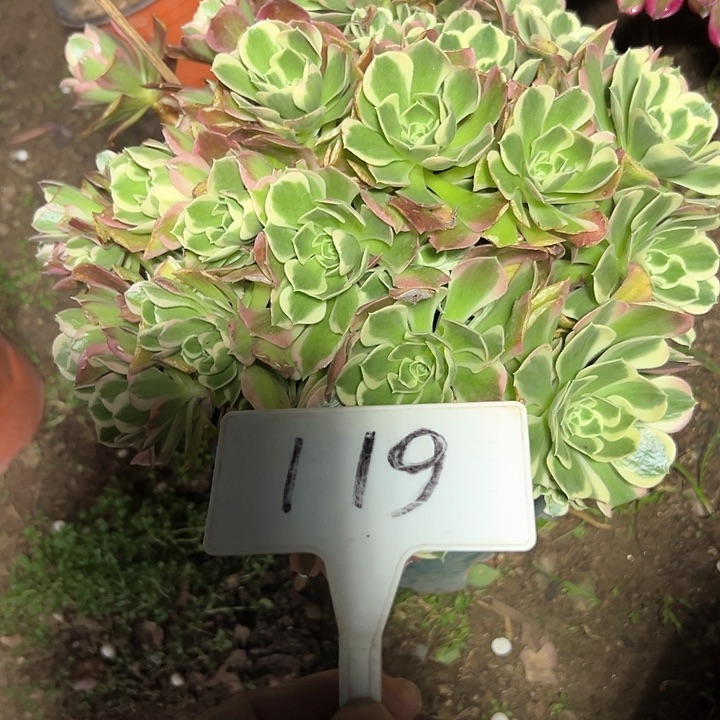 多肉植物雨花石法师