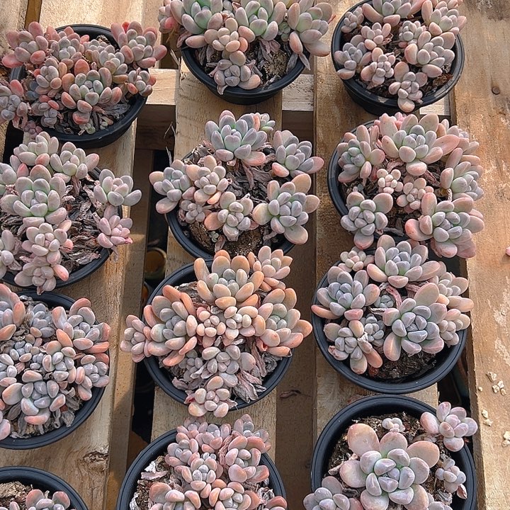 丽芙美人，满18包邮