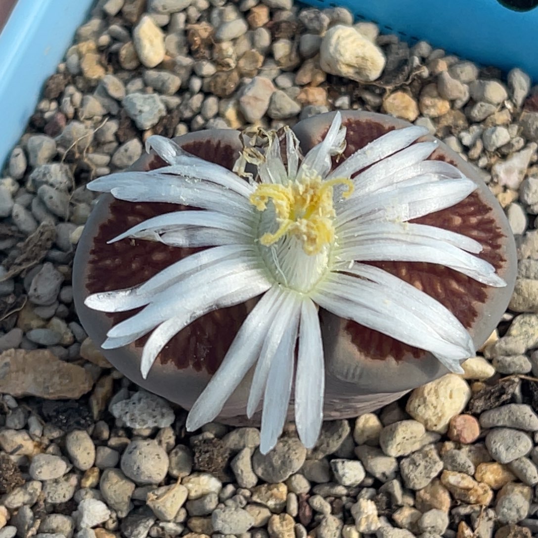 4000红窗菊一颗3.5