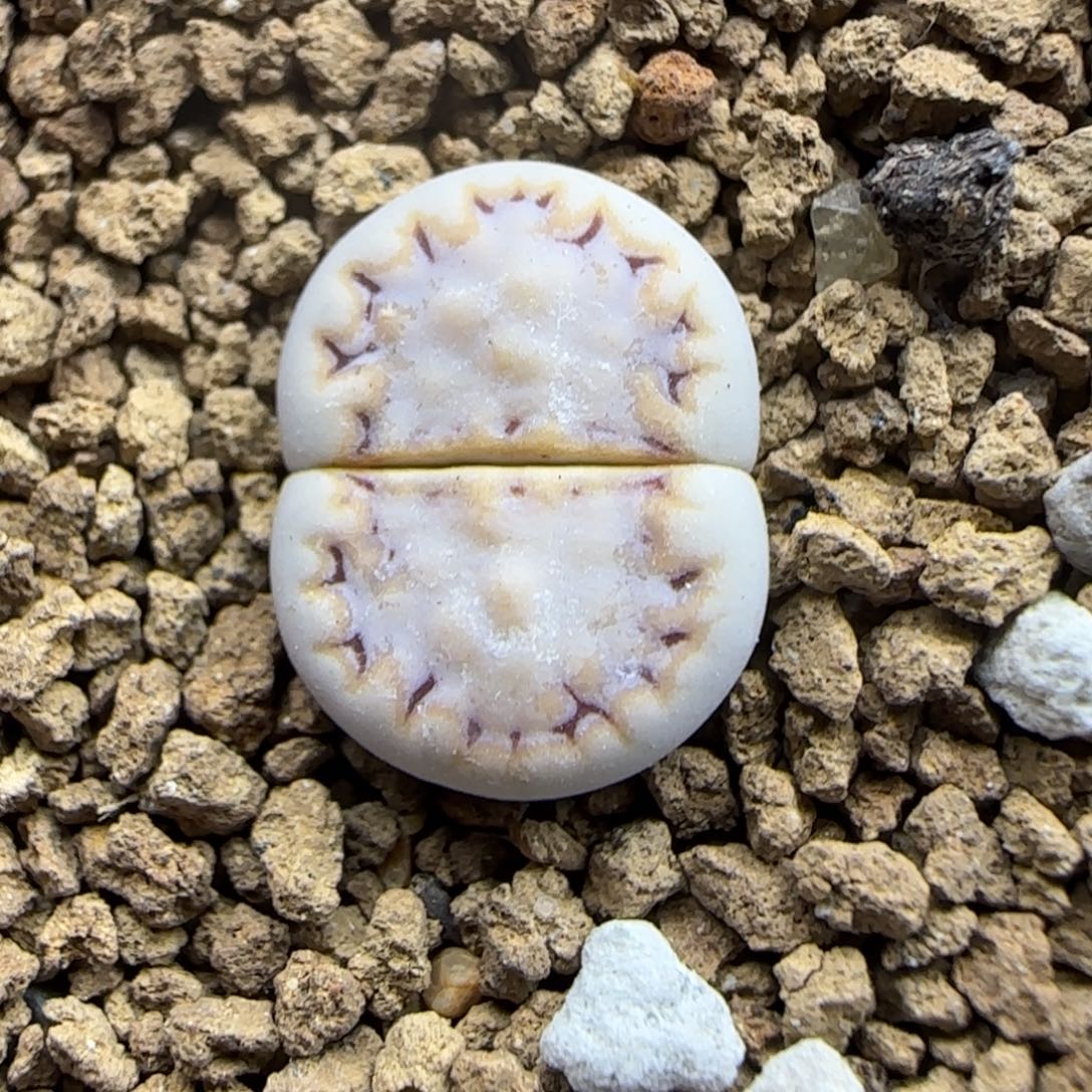 452 生石花大棚直播