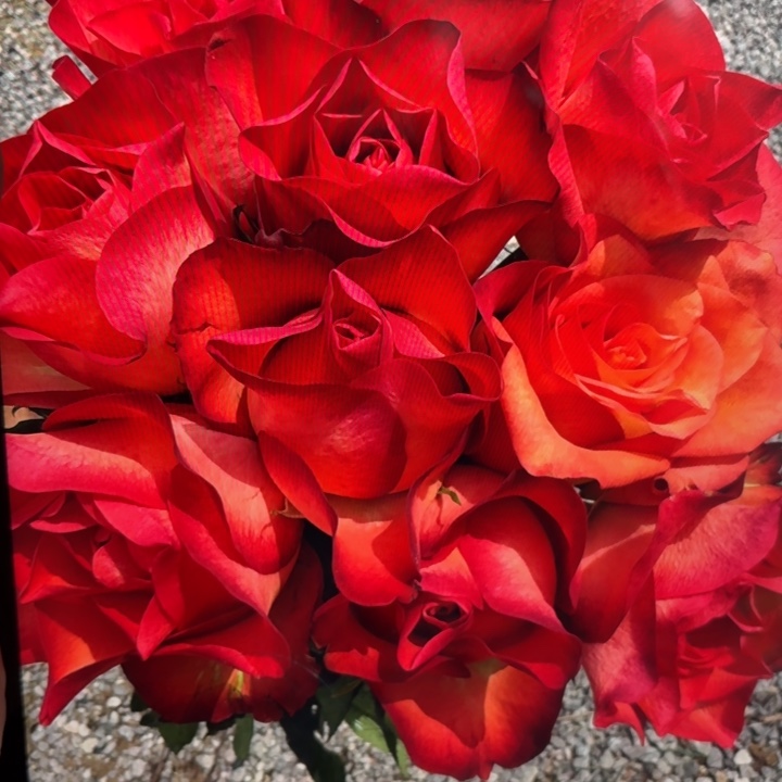 无花朵进行曲小苗