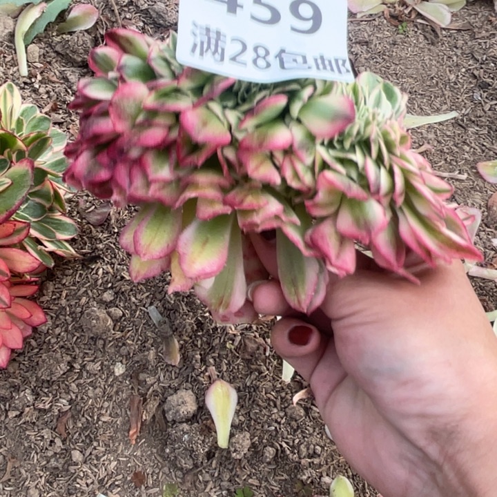 459倾城缀三号棚