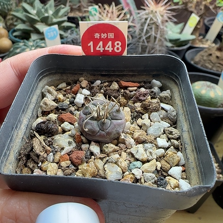 实在紫皮乌丸娇丽36578