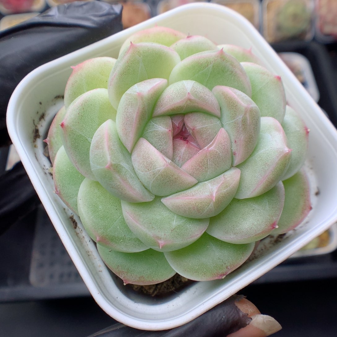 多肉植物。 麦秆22