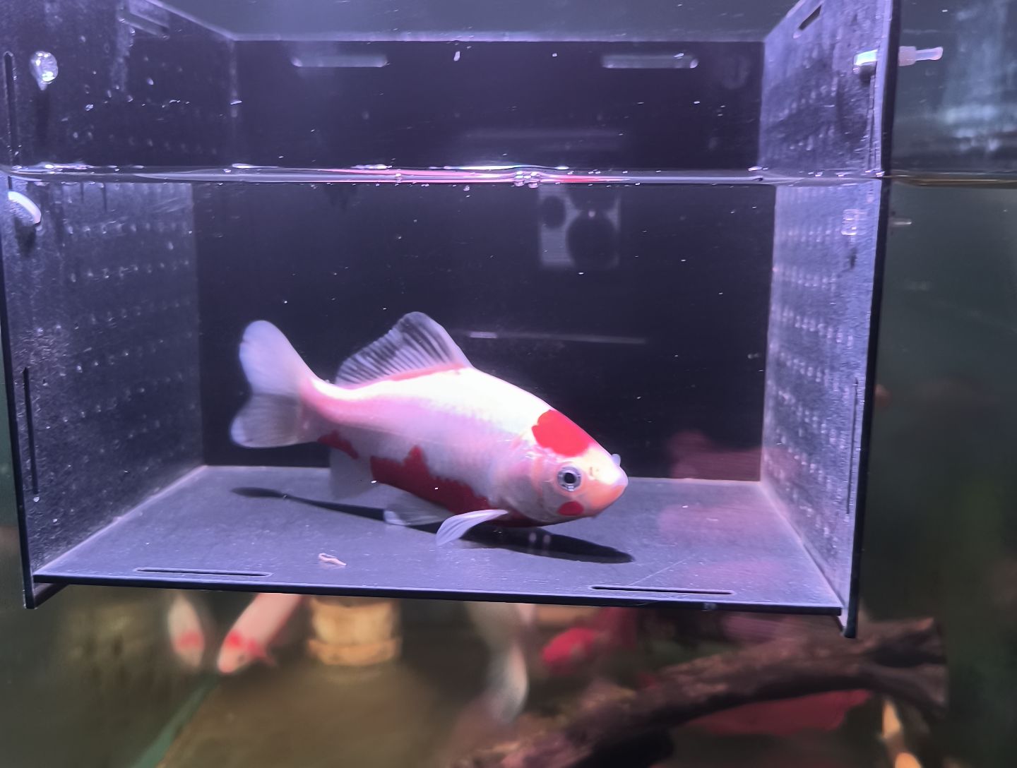 金鱼品相自鉴满30包邮