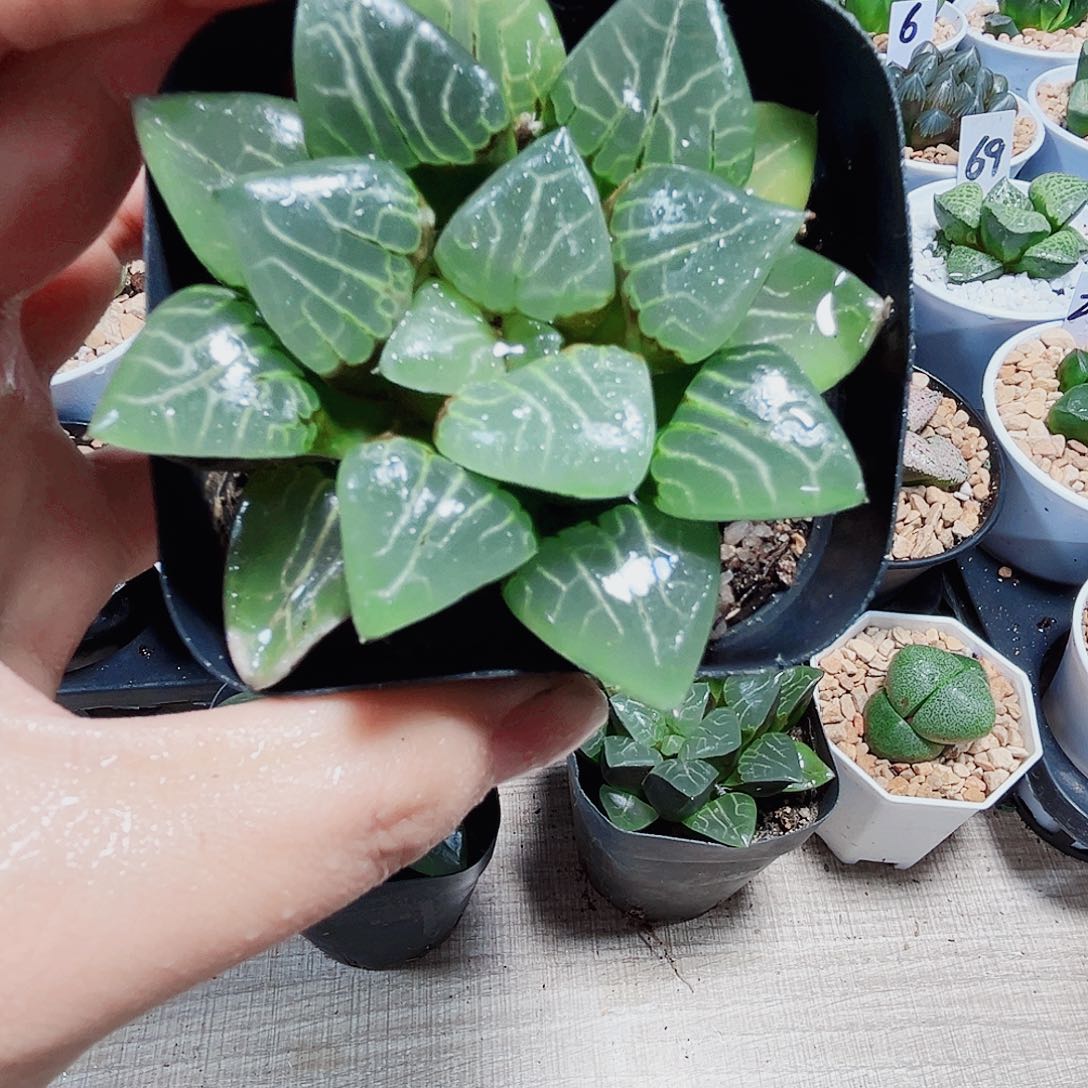 爱神克多肉植物6666