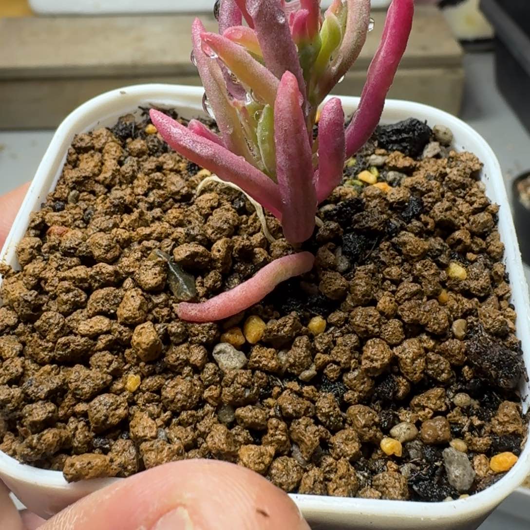 冰花锦 多肉植物枝干