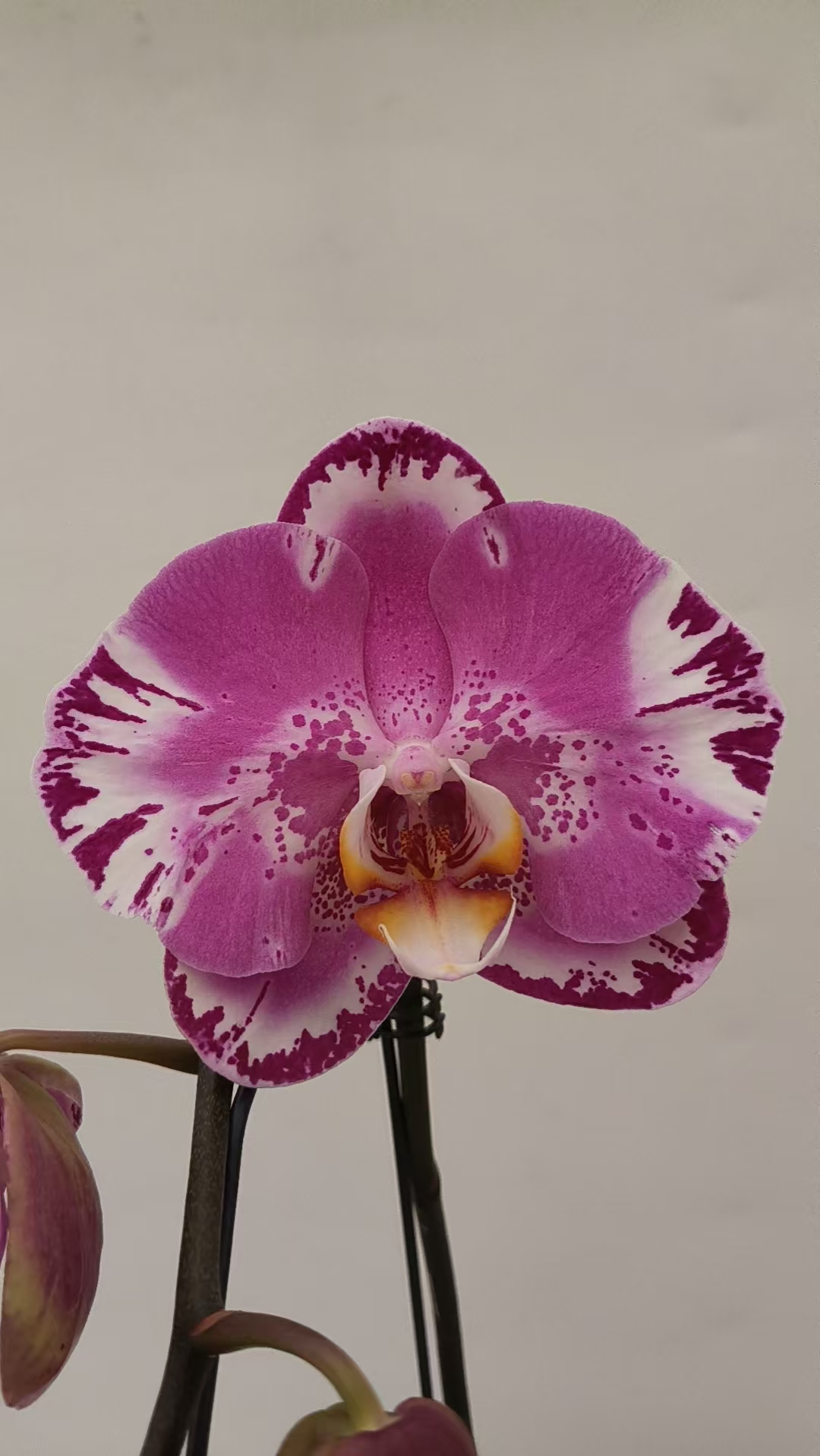 【藏宝图】梦语花卉 蝴蝶兰 单剑，花量少花苞少 