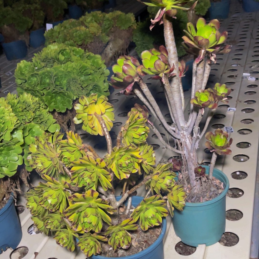 两盆法师7////////13包邮