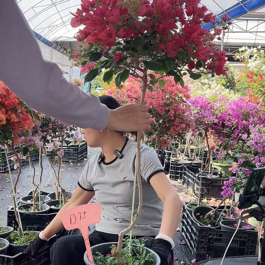 王***儿大部分花苞少量开放D95