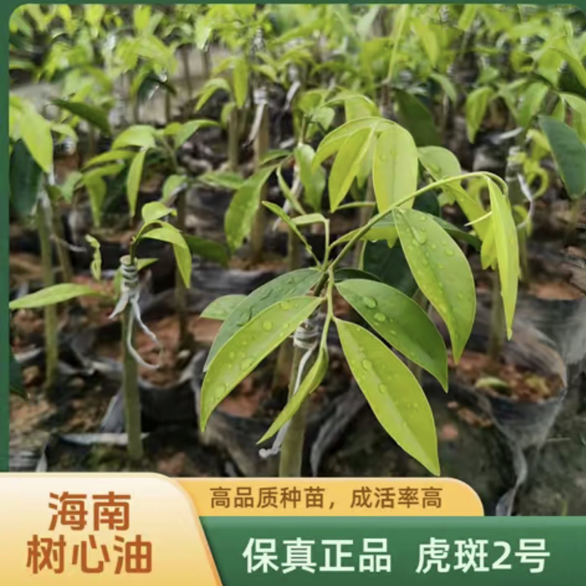 国香海南虎斑2号自然结香