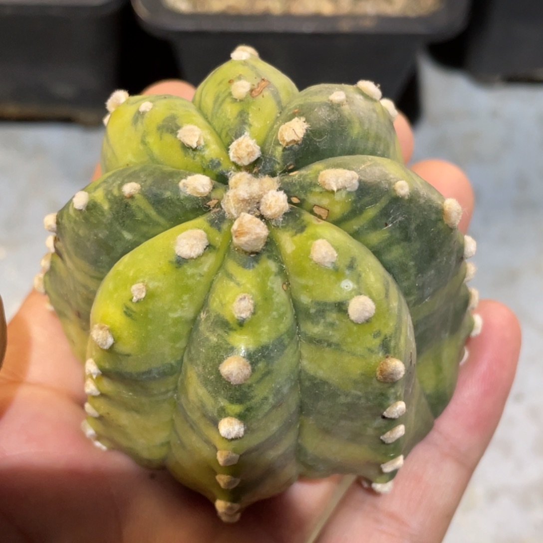 无花朵034 自根 拉丝纹锦兜锦