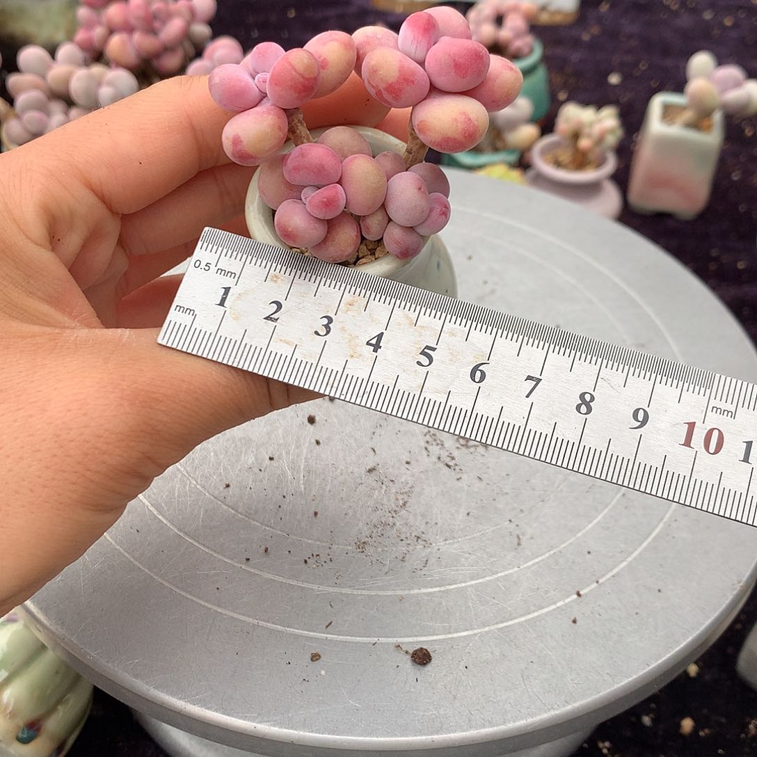 32号带盆偏远地区不包邮的