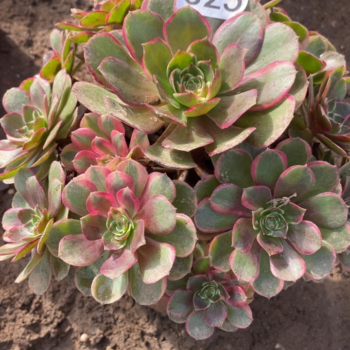 无花朵325多肉植物粉花妖