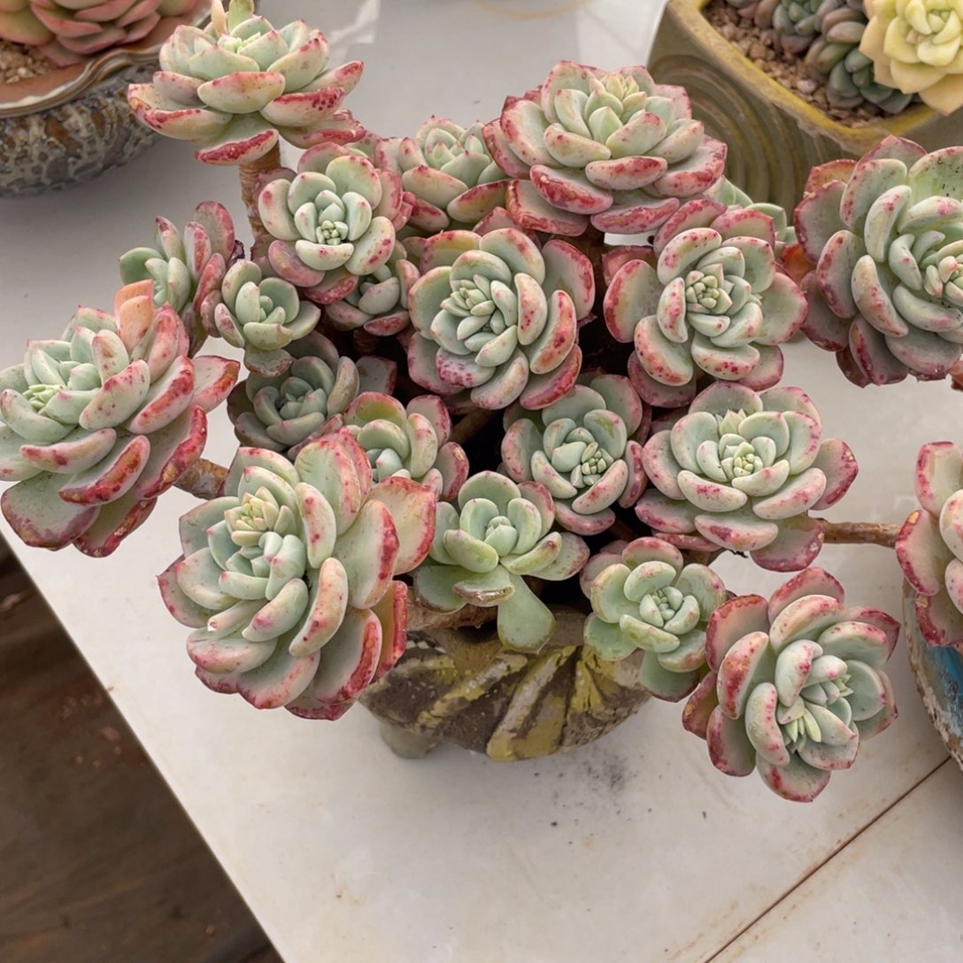 千山雪群生088多肉多肉