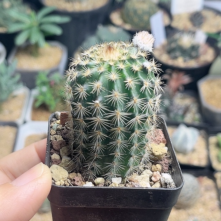 折磨虾一颗一物一拍