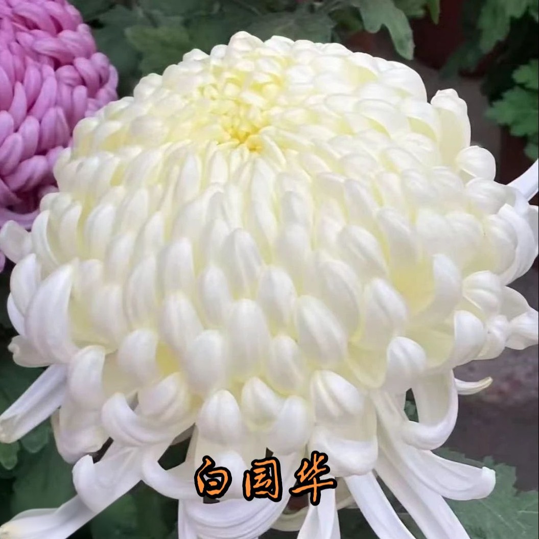 【白国华】菊花九月菊阳台庭院盆栽地栽四季种植好养活
