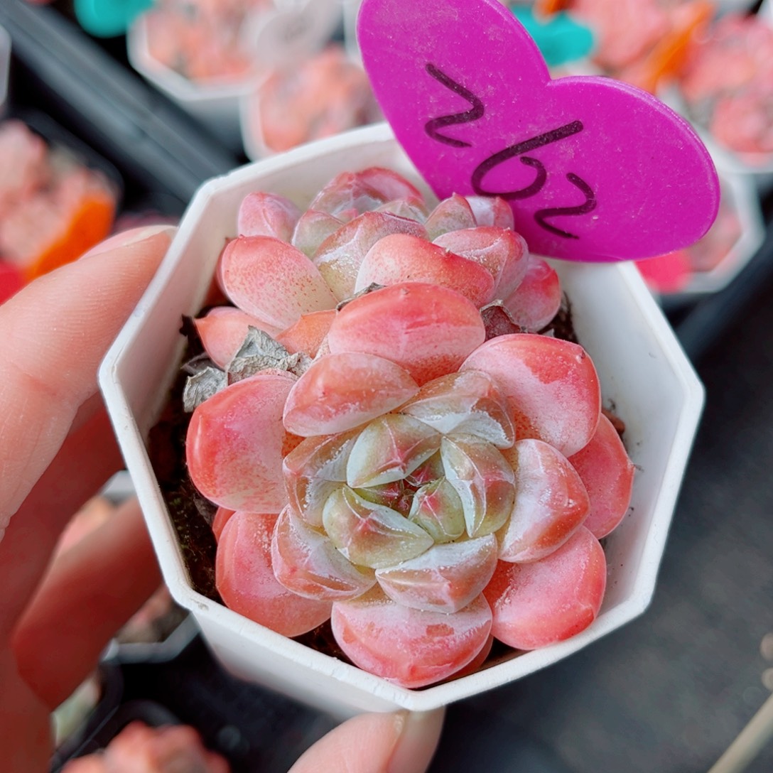 262号小老桩糖心双头