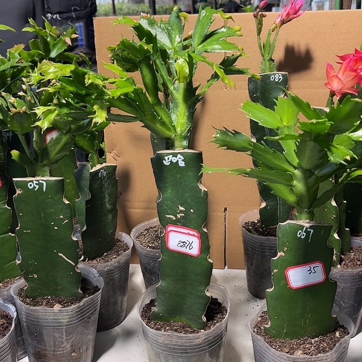 雪***m当前无花栽培后可以开花巴哈