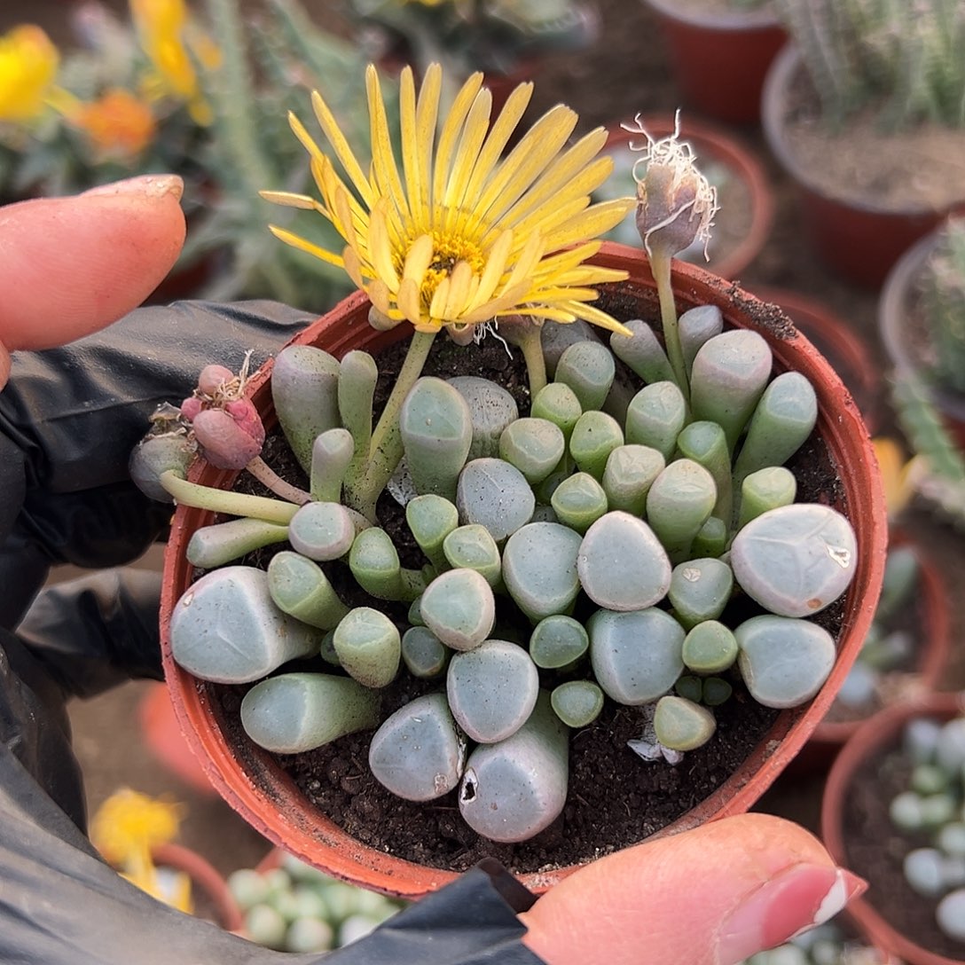 多肉植物五十灵玉