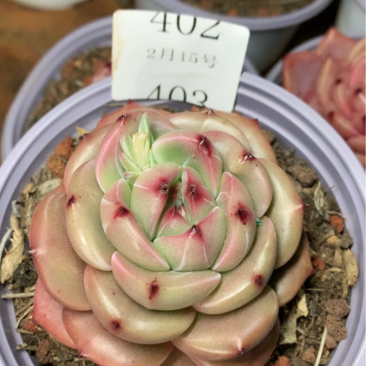 【闪购商品】云402