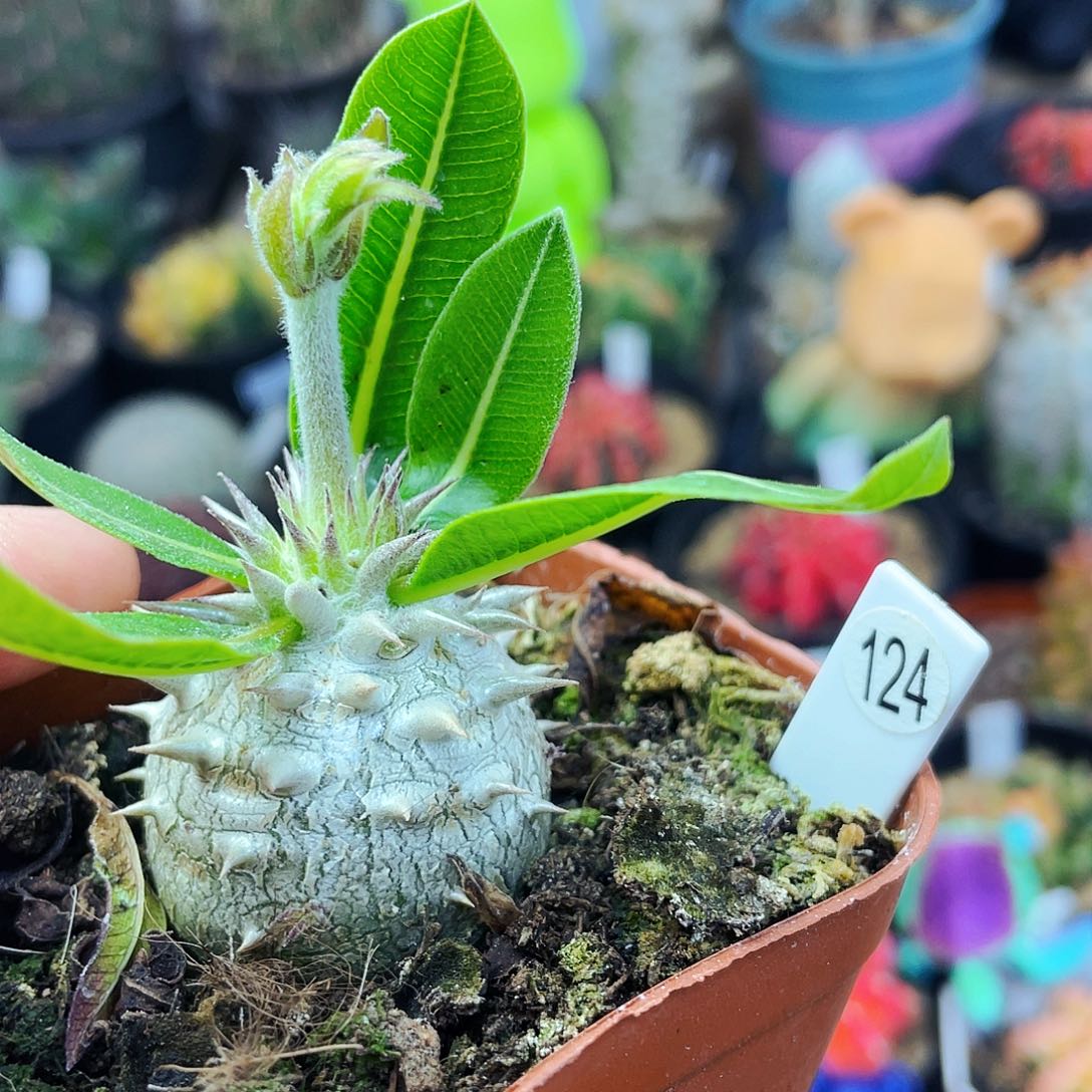 非偏远地区满25包邮仙人球