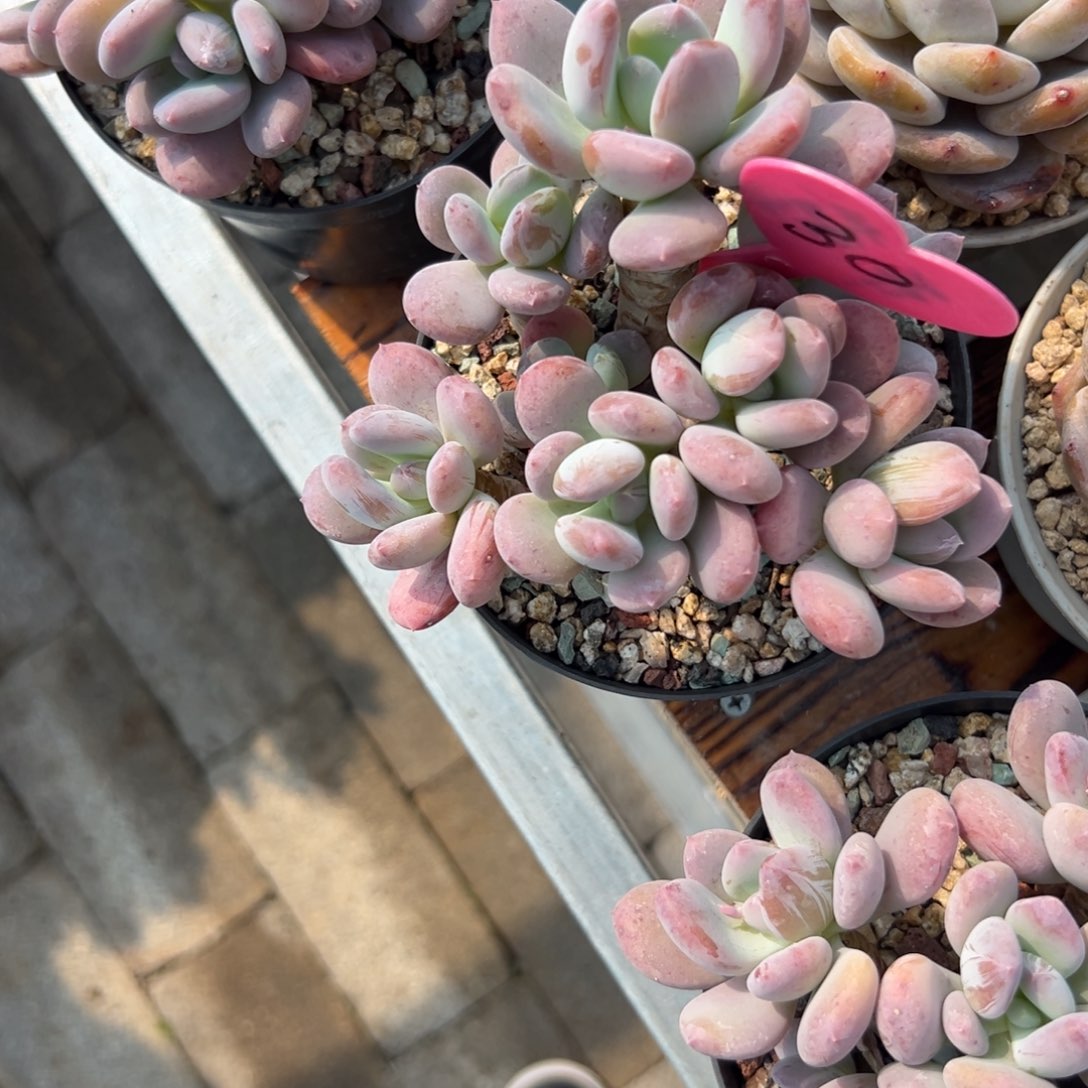 小***多肉植物一物一拍