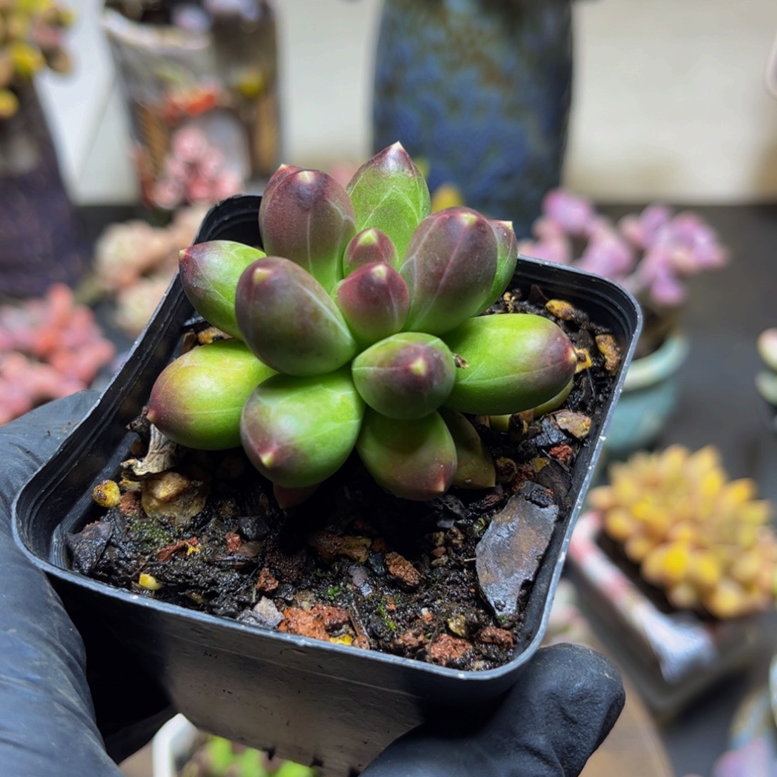 860香蕉树6厘米多肉