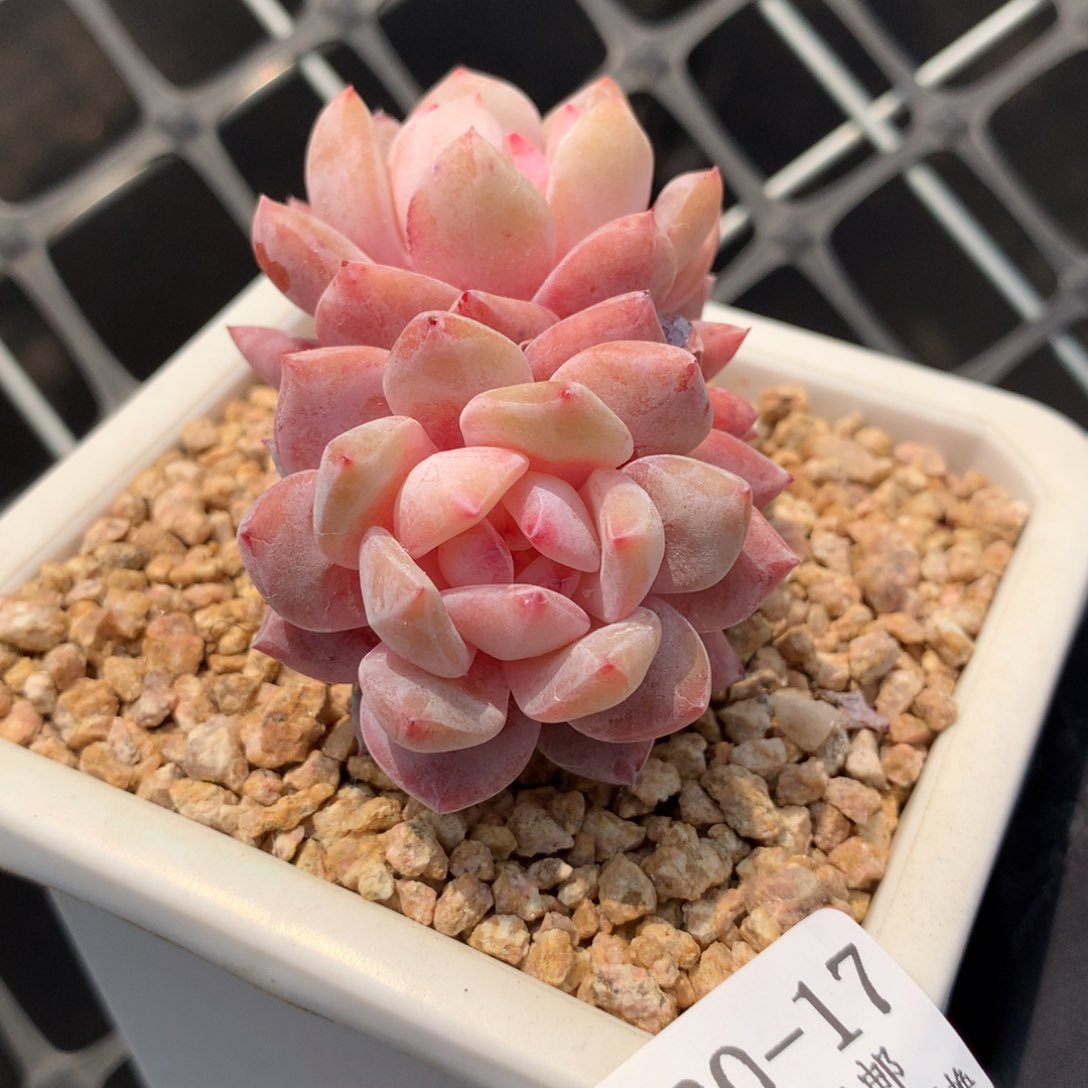 17。粗桩Y飘枝双头糖心橙7cm
