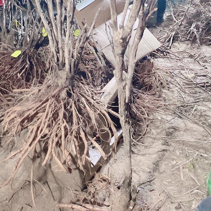当前无花栽培后可以开花方纪