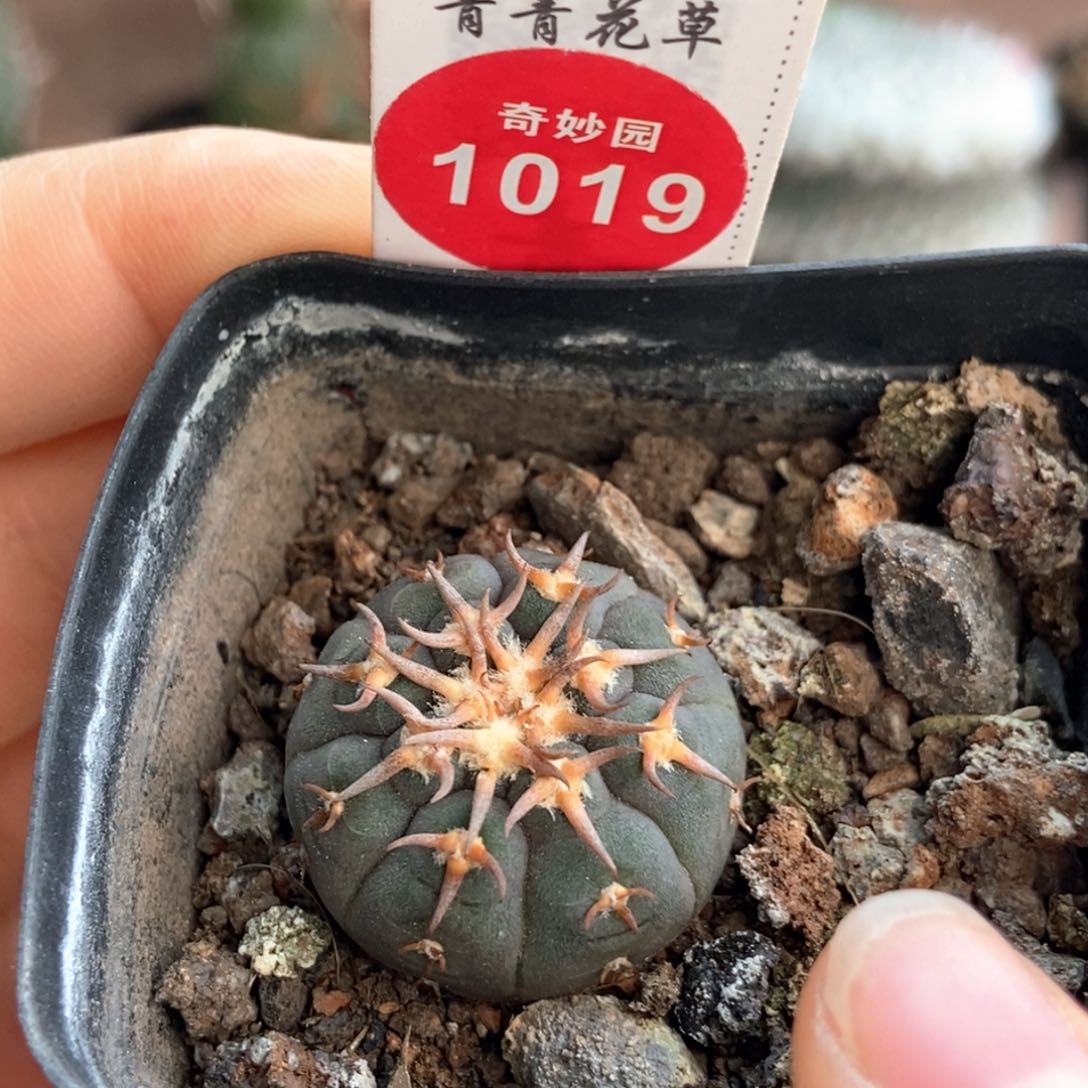 实生豪刺猫爪2.6cm