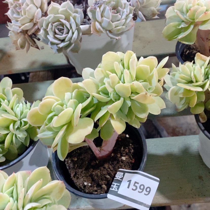 【闪购商品】碧桃缀1599