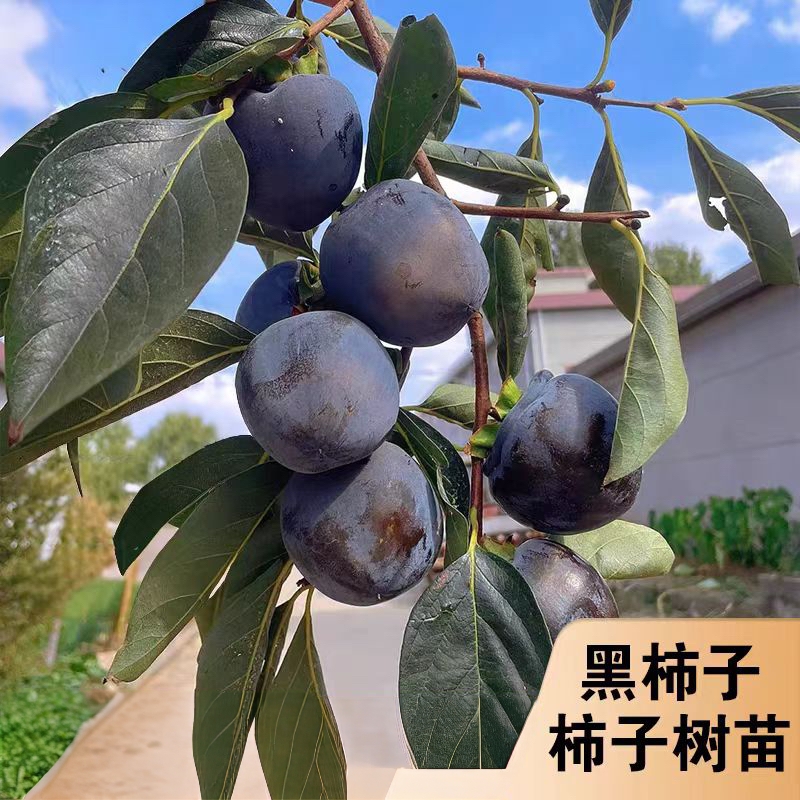 带果黑柿子树苗果苗土球南北方种植果树苗庭院阳台种植耐寒耐高温