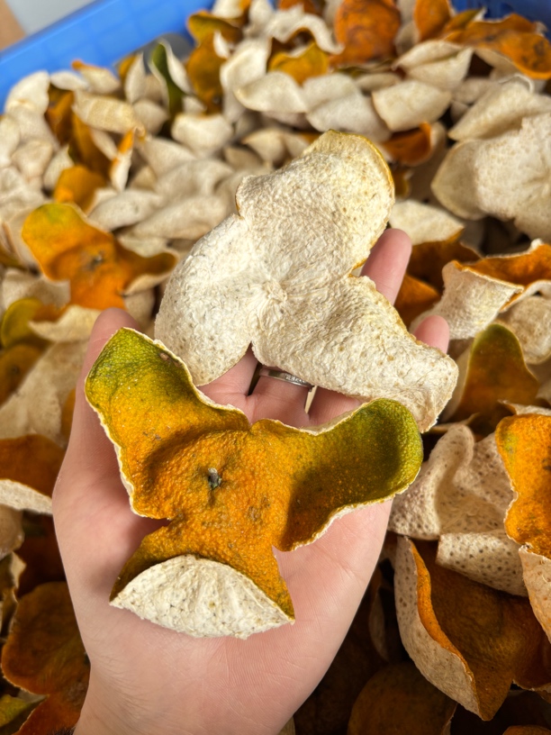 2024年礼乐（小东甲）圈枝新皮 花香味