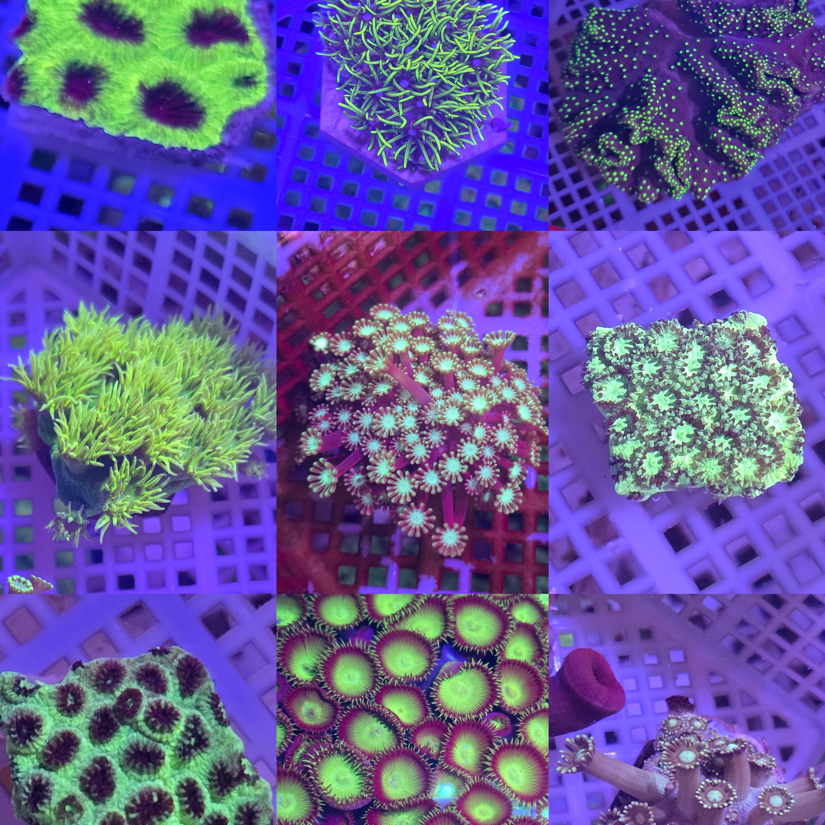 新手特价套餐皮革草皮绿水栖单苞流星茉莉豆丁花菊花猫丰巢脑圆盘