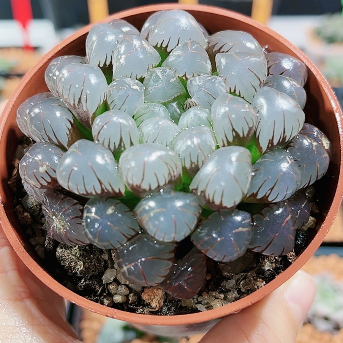 【闪购商品】紫姬冰灯