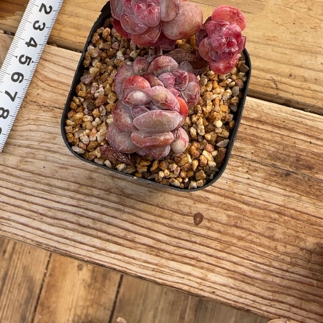 渐***远渐行渐远突尼斯石化发货多肉