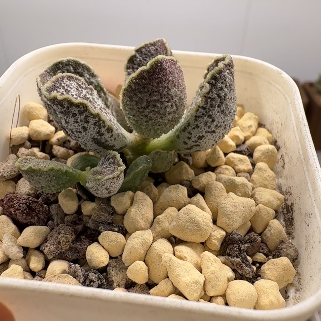 紫罗兰水泡多肉肉多