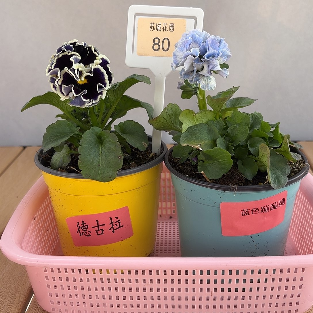 大部分开放少量花苞80