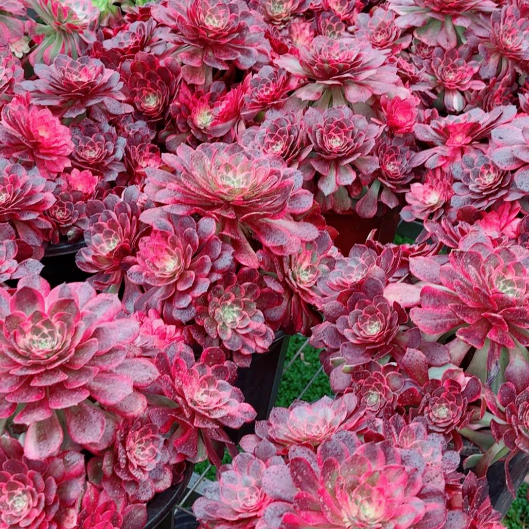 模特黑墨錦量拍多肉法师一个