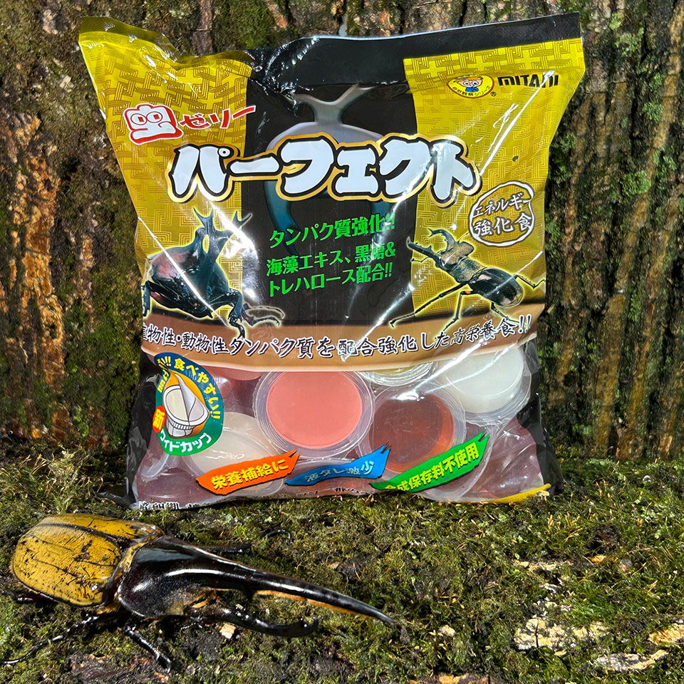 甲虫果冻独角仙锹甲饲料蛋白黑糖蚂蚁食物昆虫宠物成虫食物