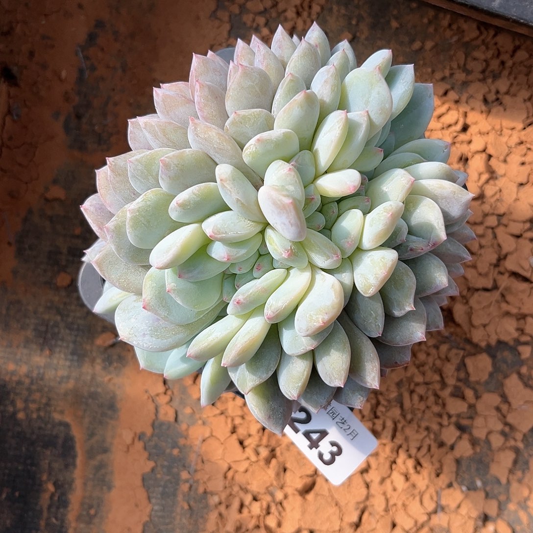 阿雅园艺。         243