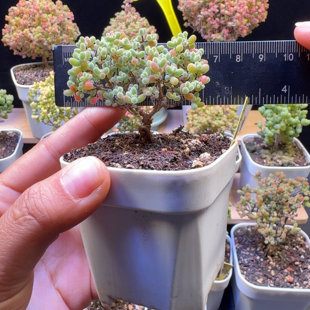 …***.a52号橘子糖冠服6厘米左右