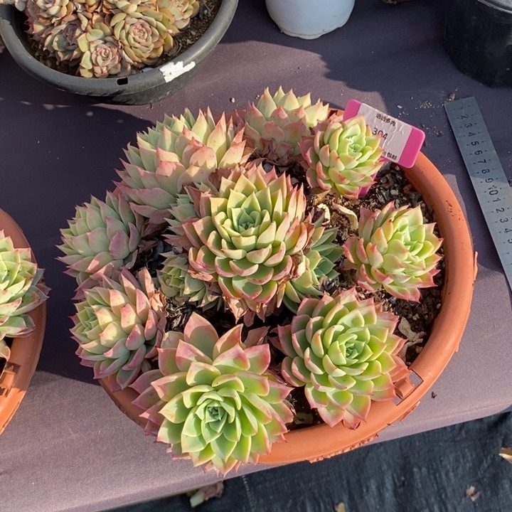 304三色堇肉肉肉肉肉